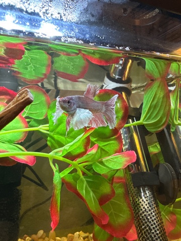 Betta – Giving away my Betta