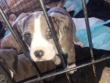 American Pit Bull Terrier – Merle female bully – Riverside
