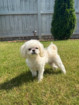 Shih Tzu – Loving Companion