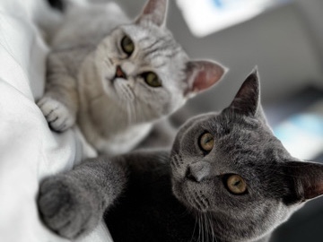 British Shorthair – süße bka Katzen suchen ein nettes zuhause – Minden