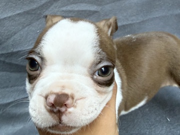 Boston terrier 