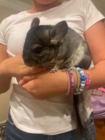 chinchilla – Chincillas For Sale
