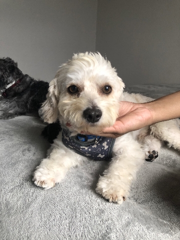 maltipoo