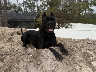 Cane Corso – Cane Corso (Nala) – Ellenton