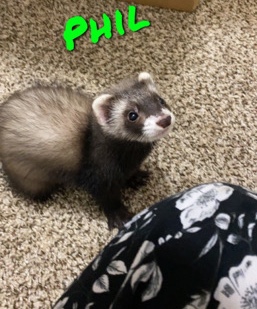 Ferret and Cage for sale