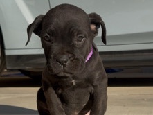 Cane Corso – cane corso AKC ICCF