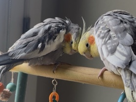 Cockatiel – 2 Tammed cockatiels – Surprise