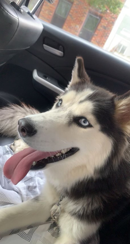 Siberian Husky – three year old Siberian Husky