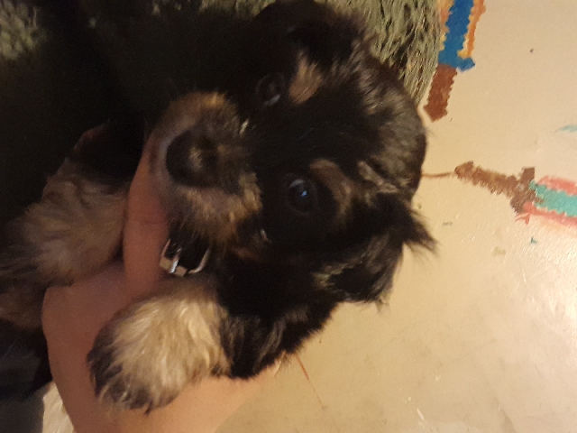 make msltese mixed with golden retriever