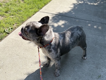 French Bulldog – French bulldog – Renton