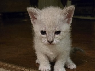Siamese – Lynx Point Siamese Male kittens – Spring