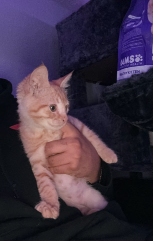 Maine Coon – mainecoon x tabby