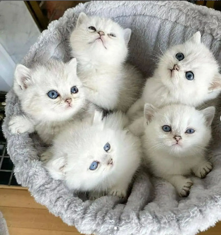 Persian (Traditional) – Beautiful Persian Kittens