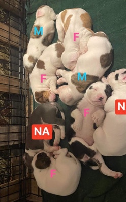 American Pit Bull Terrier – Pitbull/ Cane Corso puppies