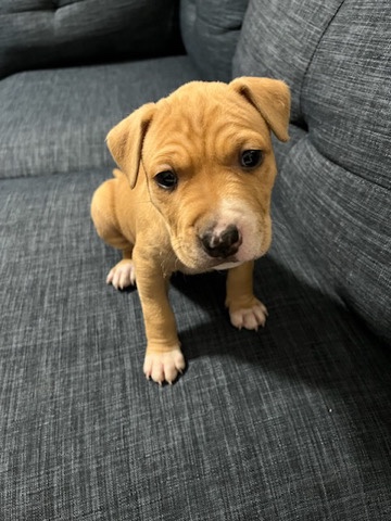American Pit Bull Terrier – 6 weeks old puppy’s
