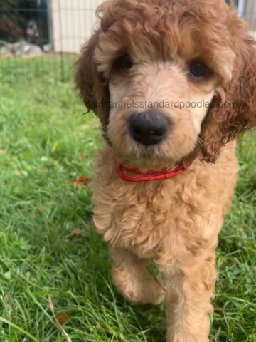 Poodle – AKC standard poodle puppy