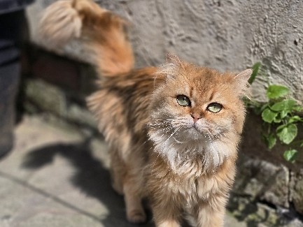 Persian (Modern) - 4 year old Persian cat  available for adoption in Manchester