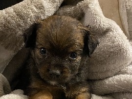 Dachshund – dachshund mix – Kent