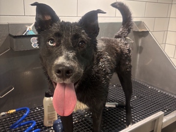 Mixed Breed – Friendly 1-Year-Old Mixed Breed Dog for Adoption in Atlanta – Atlanta