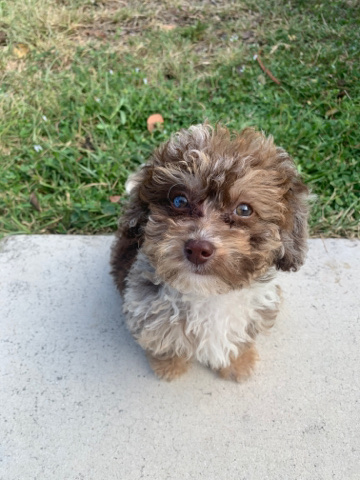 selling mini labradoodle