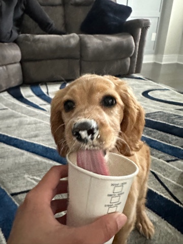 Cockapoo Puppy Rehoming ASAP