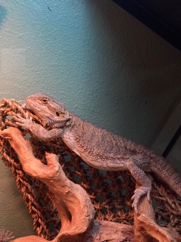 Any – Bearded Dragon!