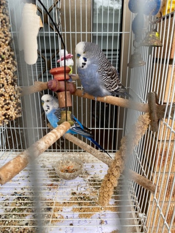 Budgerigar – 2 male budgies