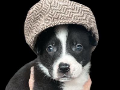 American Staffordshire Terrier – puppy looking for a new home – Portland