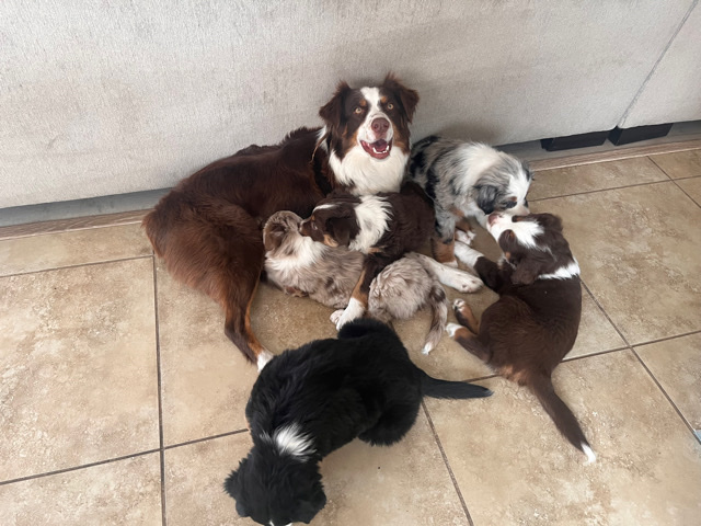 Australian Shepherd – Mini Australian Shepherds (4)