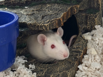 Rat – Feeder rat pet *NEED NEW HOME ASAP* – Marietta