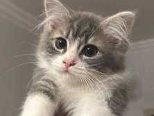 Arabian Mau - بيع قط ، الاب شيرازي والام هملايا  available for adoption in Jeddah