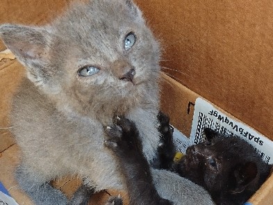 8 week old Female Kittens – Hanover