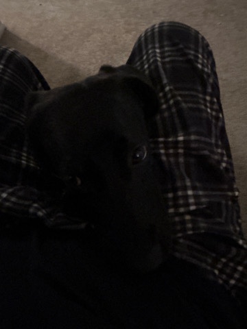 Bullmastiff – Puppy in need of new home.