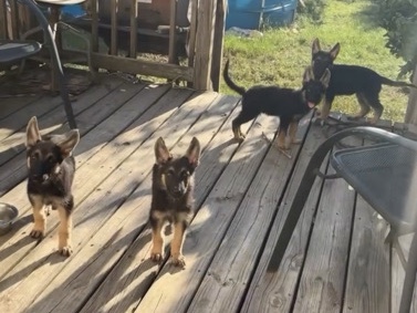 German Shepherd – 4 Pure bred German Shepherd puppies – Macon