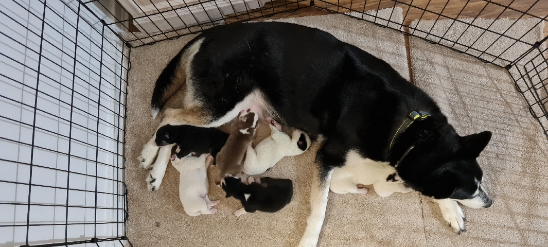 Siberian Husky – adorable shepsky puppys