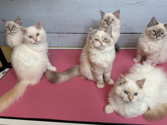 Ragdoll – Ready now! – London