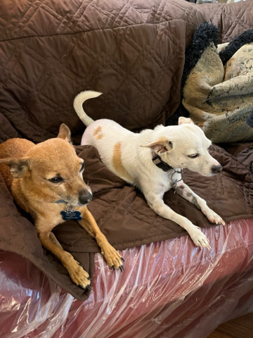 Scooby and Gigi need a home