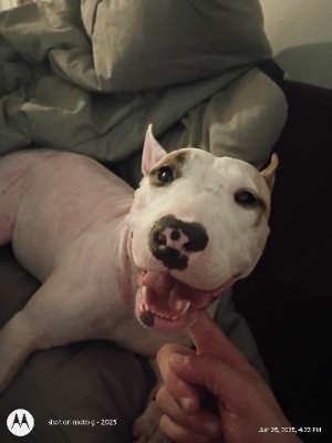 Bull Terrier – Needs home sweet Bull terrier female – Alexandria