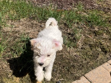 Mixed Breed – Sell – Waldorf