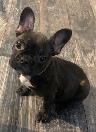 French Bulldog – Female French Bulldog