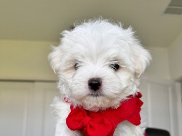 Maltese – maltese