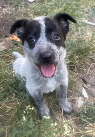 Australian Cattle Dog – selling 2 month old female puppy