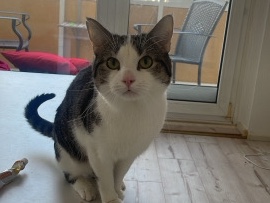 kater casper sucht neues zu hause – Frankfurt