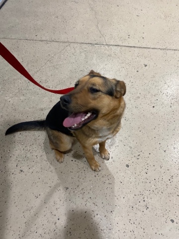 German Shepherd – German Shepard puppy