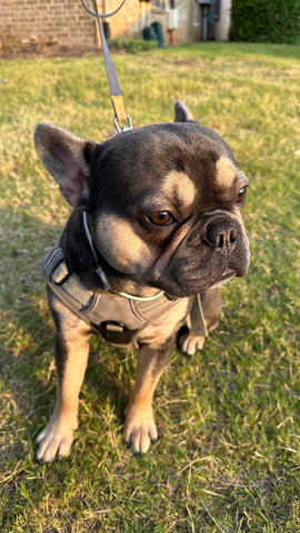 French Bulldog – 🐾Meet NIKO🐾
