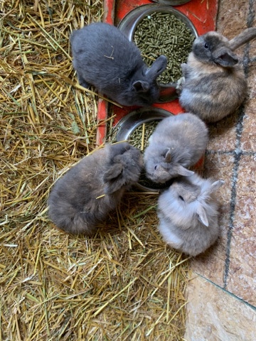 Lionhead – baby bunny’s for sale