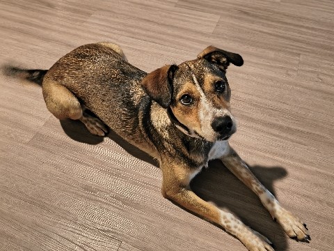 Australian Cattle Dog – Active Australian Cattle Dog – 1 Year 7 Months Old in San Leon – San Leon