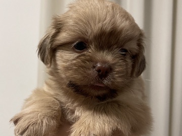 Shih Tzu – Filhotes de Shih tzu – Brasília