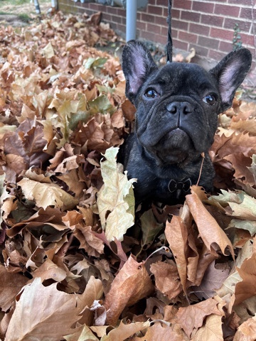French Bulldog – French Bulldog