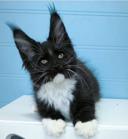 Maine Coon – Mainecoon